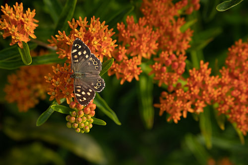 Schmetterlingshof Leidsche Rijn | Blume | Flussuferläufer