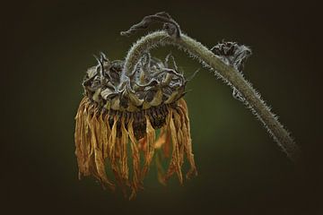 faded sunflower by Dieter Beselt