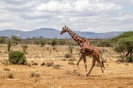 Somalische Giraffe (Giraffa camelopardalis reticulata) man lopend door Samburu Nationaal Park, Kenia van Nature in Stock thumbnail