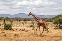 Somalische Giraffe (Giraffa camelopardalis reticulata) Mann, der durch den Samburu Nationalpark, Ken
