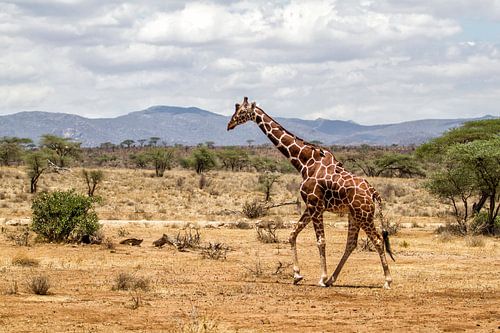 Somalische Giraffe (Giraffa camelopardalis reticulata) man lopend door Samburu Nationaal Park, Kenia