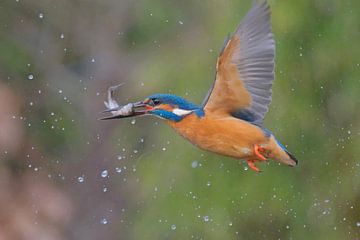 IJsvogel met vis van Wim van der Meule