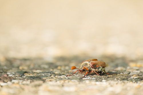 Meikever op straat