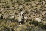 Alpaca in bergen Peru van Berg Photostore thumbnail