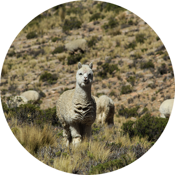 Alpaca in bergen Peru van Berg Photostore
