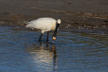 Löffler (Platalea leucorodia) Texel Holland von Frank Fichtmüller