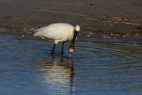 Lepelaar (Platalea leucorodia) Texel Holland