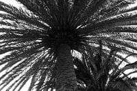 Palme in Schwarz und Weiß