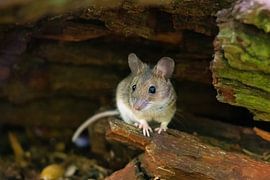 wood mouse by Dirk Rüter
