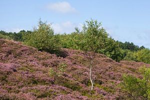 Duhner Heide