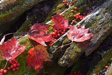 Het gebladerte van de herfst in het bos van Claude Laprise