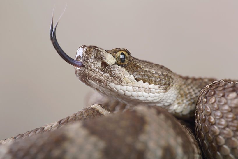 Great Plains Rattlesnake (Crotalus viridis) by Ronald Pol