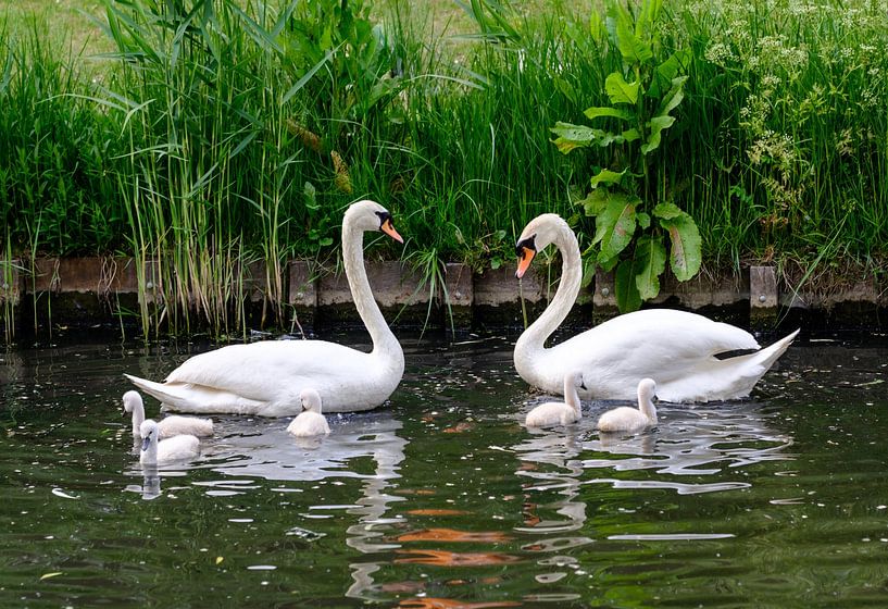 Family swans on the water by Olena Tselykh
