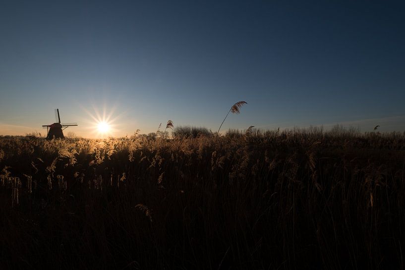 Molen en riet by Moetwil en van Dijk - Fotografie