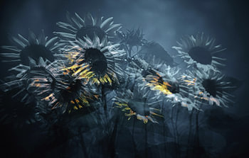 Sunflower.