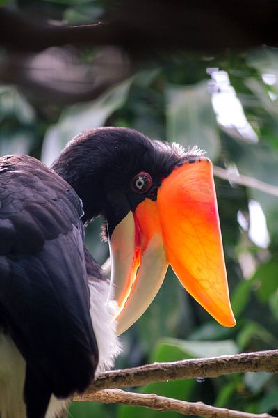 Neushoornvogel by Jeroen Langeveld, MrLangeveldPhoto