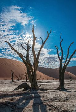 Dode boom met tegenlicht in Dode vallei, Namibië van Rietje Bulthuis