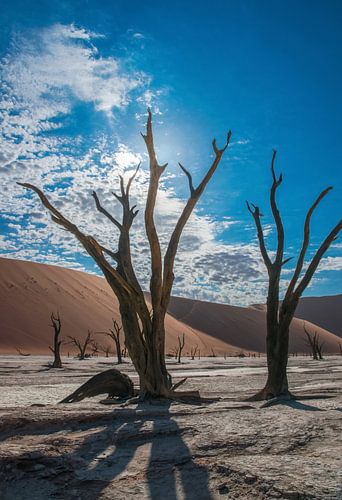 Dode boom met tegenlicht in Dode vallei, Namibië