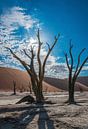 Dode boom met tegenlicht in Dode vallei, Namibië van Rietje Bulthuis thumbnail