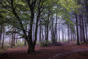 Nebelwald Hoherodskopf