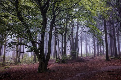 Cloud Forest Hoherodskopf