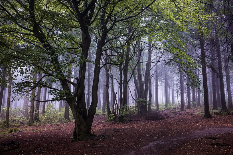 Cloud Forest Hoherodskopf by Jürgen Schmittdiel Photography