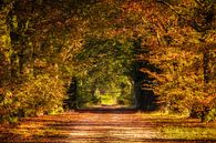 Rainbow by Patrick Rodink thumbnail