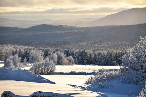Een besneeuwd bos na de storm