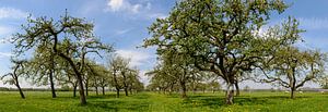 Apple trees in an orchard panorama