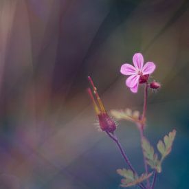 Fleur pourpre sur Mijke Bressers