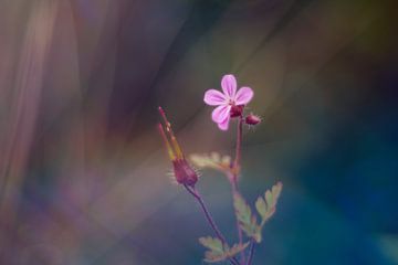 Fleur pourpre sur Mijke Bressers