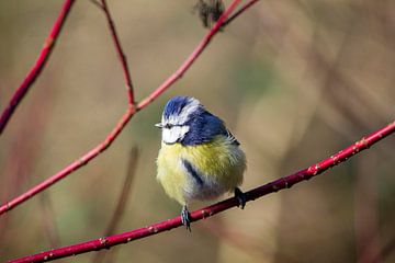 blue tit