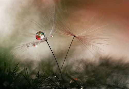 Avec et sans sur Heidi Westum