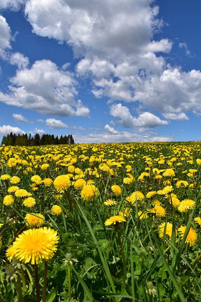 A field of dandelions by Claude Laprise