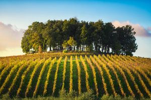 Baumgruppe auf einem Hügel oberhalb eines Weinbergs. Chianti, Italien