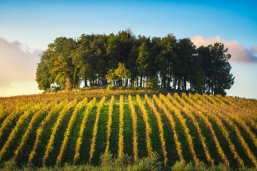 Groep bomen op een heuvel boven een wijngaard. Chianti, Italië
