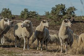 Where do we go from here? by Irma Huisman