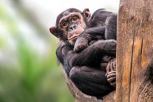 Chimpansee zittend in een boom