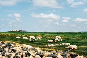 Sur le Hallig