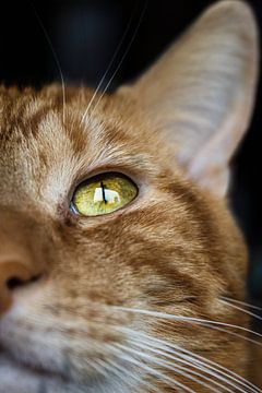 Close up ginger kat van tathiana Brussel