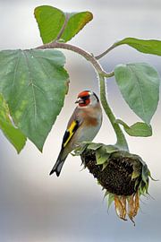 Goldfinch on Sunflower by Niels Jansen
