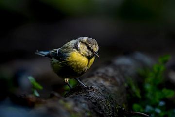 Blue Tit
