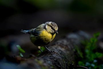 PimpelmeesCyanistes caeruleus van Raymond Engelen