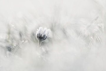 Winter by Sam Dijkstra