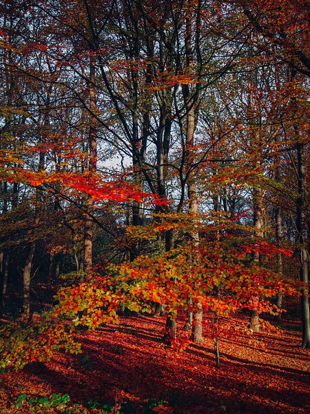 Herbst 41 von snippefotografie