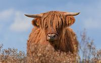 Scottish Highlander