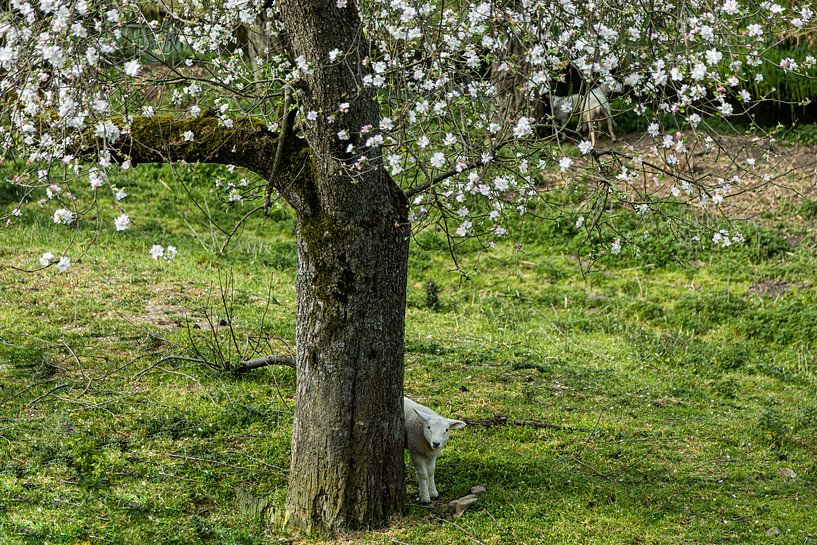 Lamm unter Obstbaum mit Blüte. von Carin IJpelaar