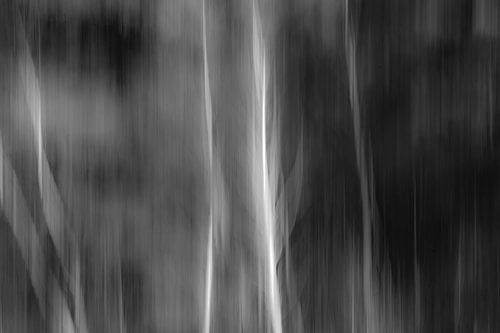 Abstract 'Berkenbos bewerkt'