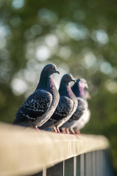 Tauben in einer Reihe von Jasmijn Otten