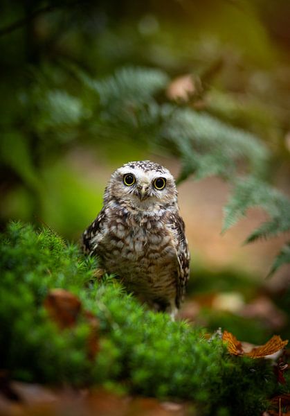 hibou par By Angela
